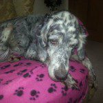 Bella: 12 Year Old English Setter Diagnosed With Canine Hyperthyroidism By Her Vet.