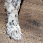 3 months on Natural pet Vitality and Raw food diet, Bella's hair grew back on her paws! 