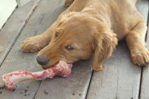 Dogs are carnivores and need raw meaty bones in their daily diet. 
