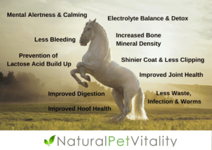 Benefits of Natural Pet Vitality