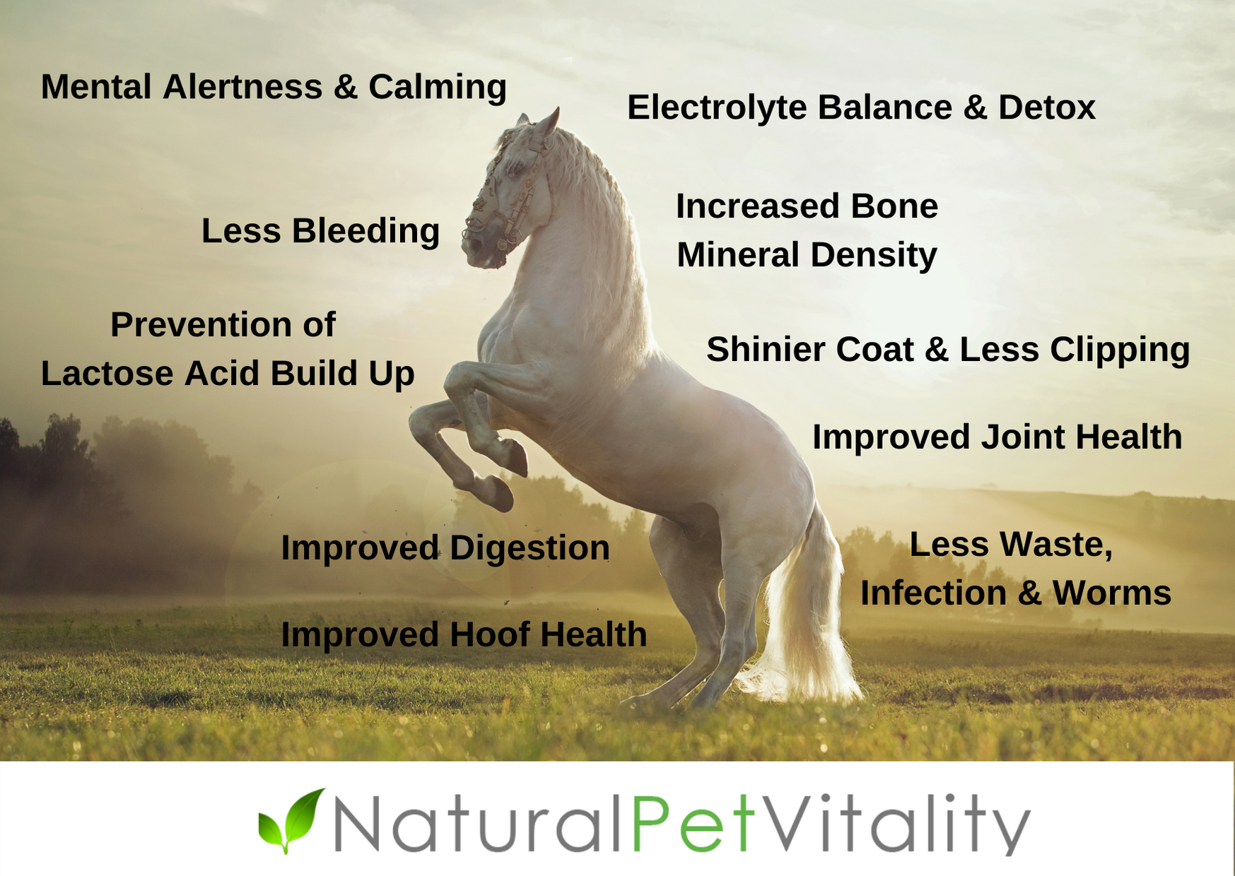 Benefits of Natural Pet Vitality