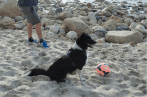 Rescue Border Collie Kai enjoying life after transitioning onto a raw meaty bones diet with Natural Pet Vitality support
