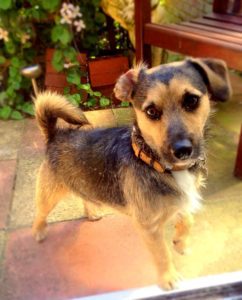 Ninja the Patterjack Terrier with his guardian Dan after switching to a raw meaty bones diet
