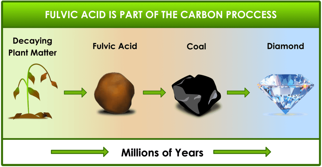 Fulvic acid cycle showing mineral absorption and cellular support process