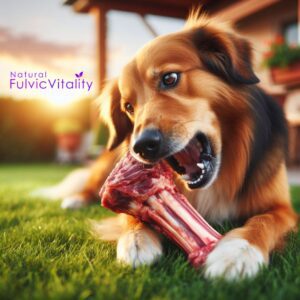 Dog eating a raw meaty bone canine angel