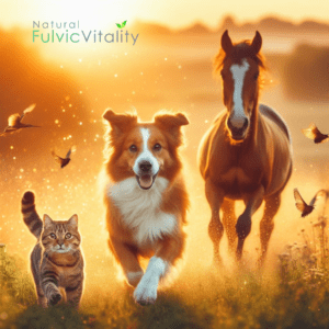 Cat, Dog and horse running in the field natural pet vitality 