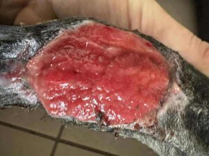 Bruce’s Remarkable Recovery
