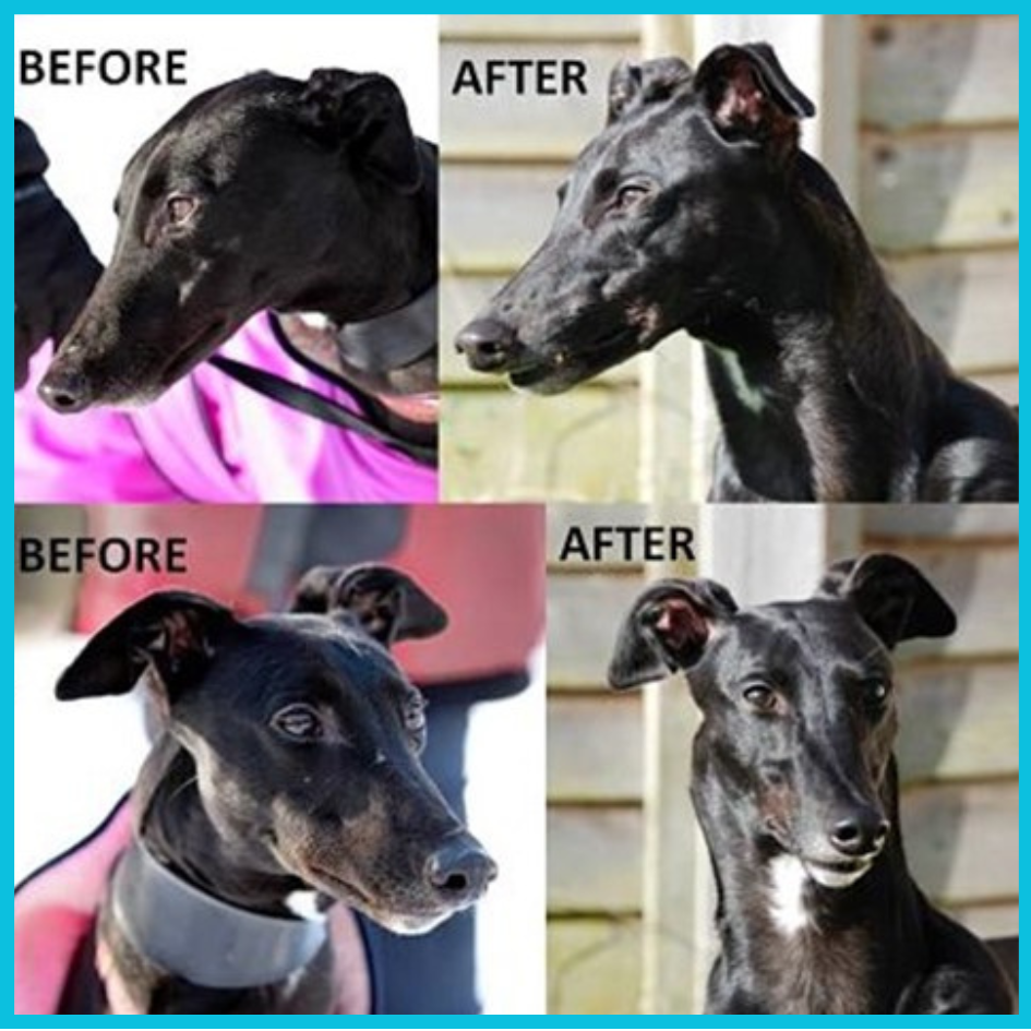 Annies Transformation with Natural Pet Vitality