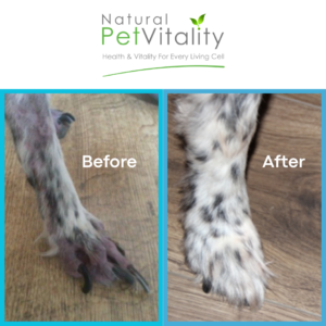 Bella paw healing progress