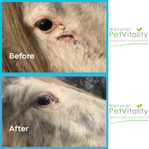Smokey horse eye injury recovery Natural Pet Vitality case study