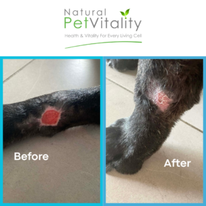 Bruce post surgical wound recovery case