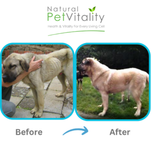 Ajay rescue dog transformation Belgium Natural Pet Vitality case study