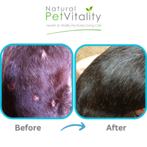 Theo dog skin allergy recovery Saudi Arabia