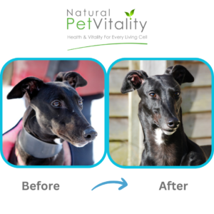 Annie Greyhound transformation rescue recovery