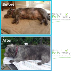 Bella dog skin allergy recovery transformation