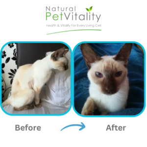 Kicia cat transformation natural feeding journey lung cancer support
