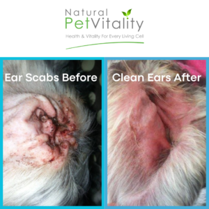 Bella ear healing progress