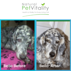 Bella chronic condition recovery case study