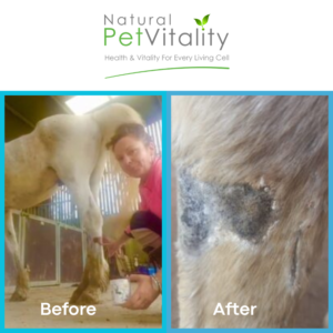 Mischief horse wound healing progression Natural Pet Vitality sanctuary case study