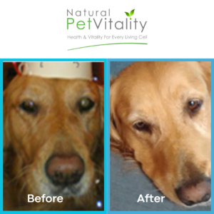 Bella eye cyst recovery transformation Natural Pet Vitality case study testimonial