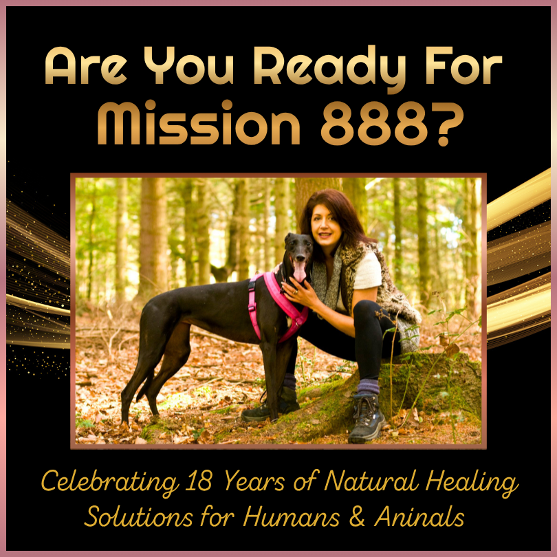 Begin Your Mission 888 Journey with Nikki Brown and the Canine Angel Healing Experience