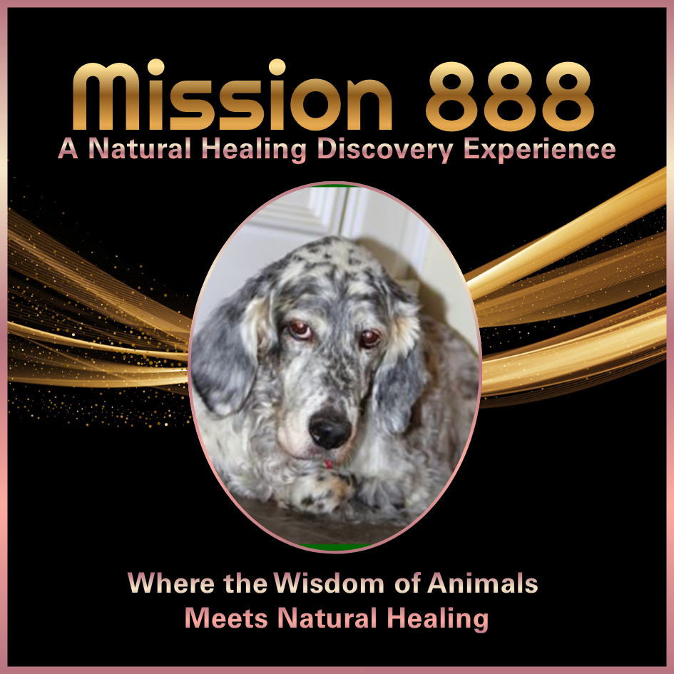 Bella the dog whose healing journey inspired hope and helped shape the Canine Angel Mission 888 story