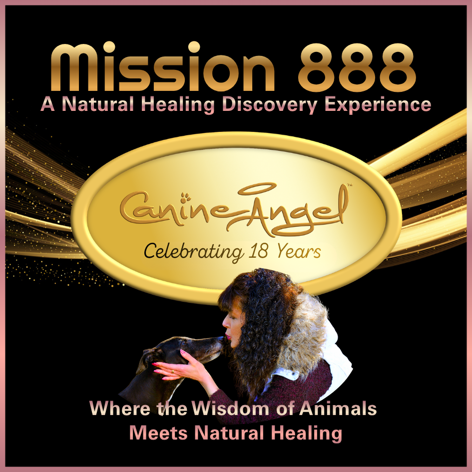 Canine Angel celebrating 18 years of natural healing work with animals and humans during Mission 888 Healing Experience