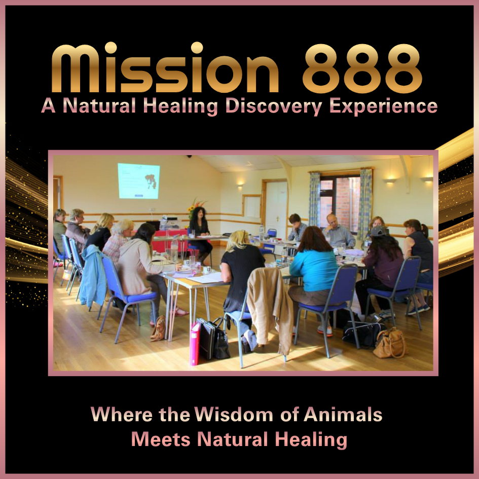 Nikki Brown teaching students at a Canine Angel live learning event about animal health, wellbeing and natural healing approaches