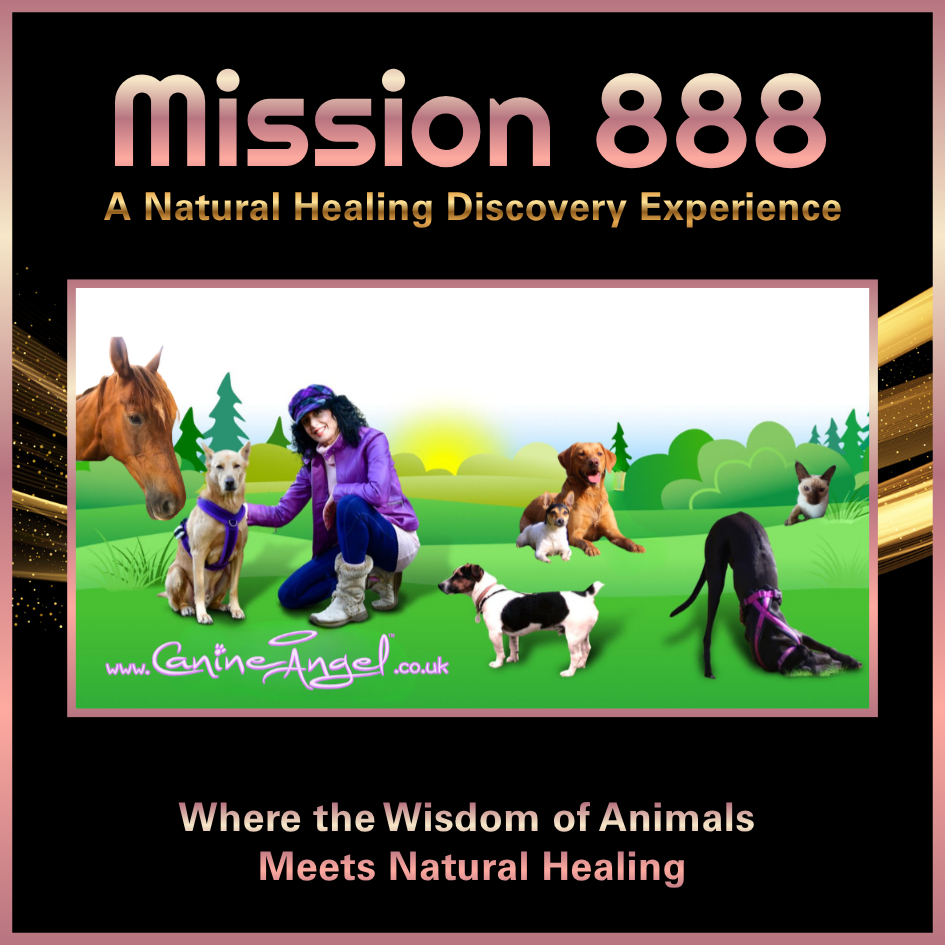 Nikki Brown with her animals sharing the Canine Angel journey during the Mission 888 Healing Experience