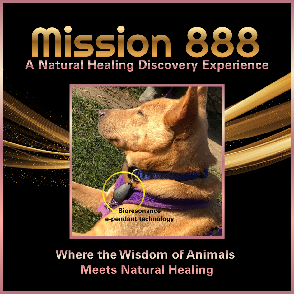 Dog wearing a Canine Angel bioresonance e-Pendant showing personalised frequency support technology for the Mission 888 Healing Experience