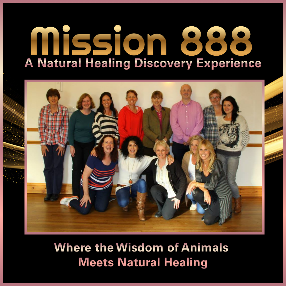 Nikki Brown teaching students at a Canine Angel learning event about animal health, wellbeing and natural healing approaches